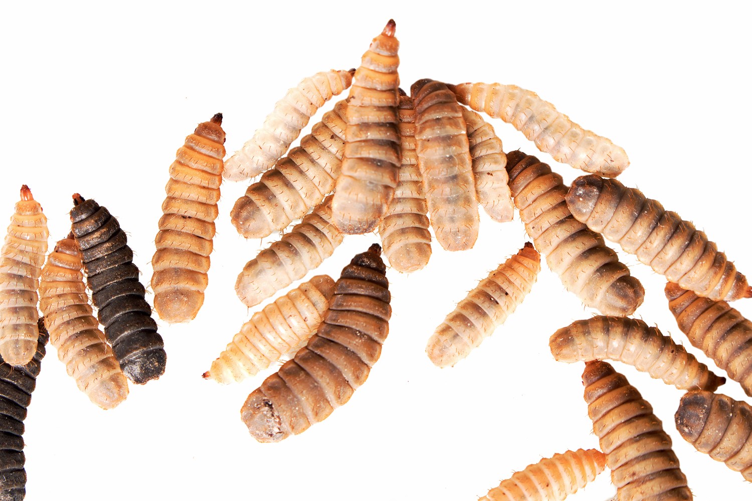 Black Soldier Fly larvae (insect protein)